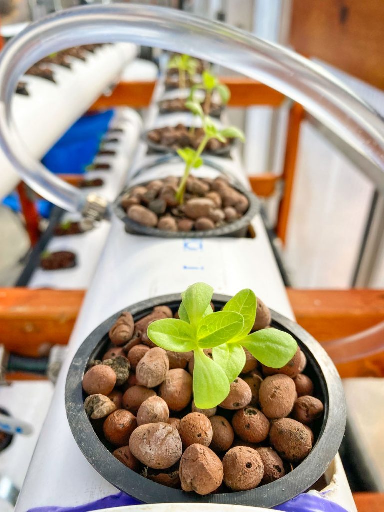 Photo of Healthy seedlings thrive in a hydroponic system