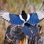 Photo of American Black-billed Magpie 