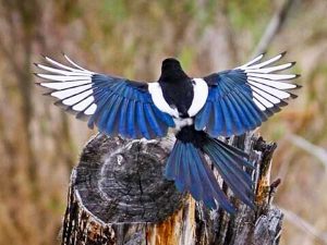 Photo of American Black-billed Magpie 