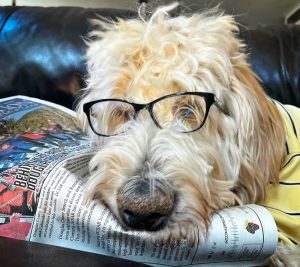Photo of Seymour the dog reading The Connection.