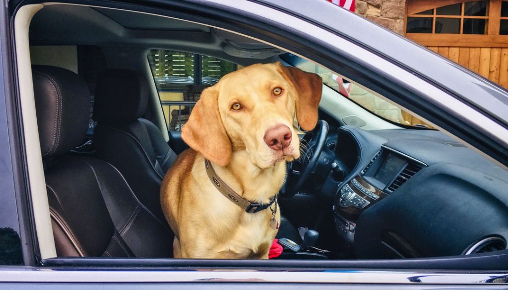 photo of dog in car