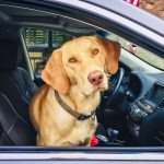photo of dog in car