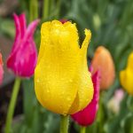 photo of tulips