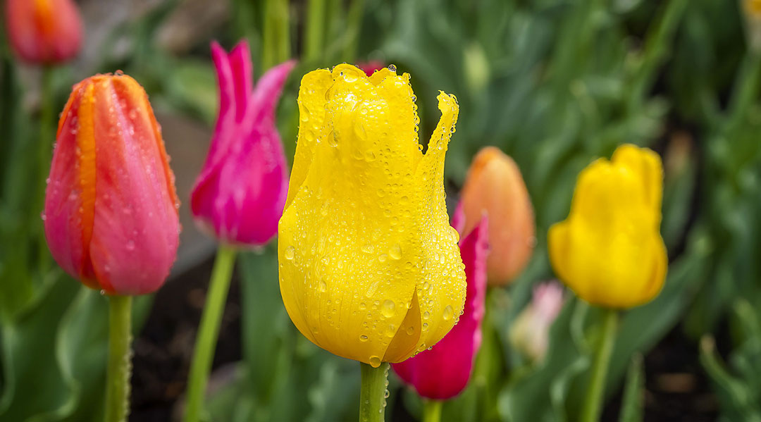 photo of tulips