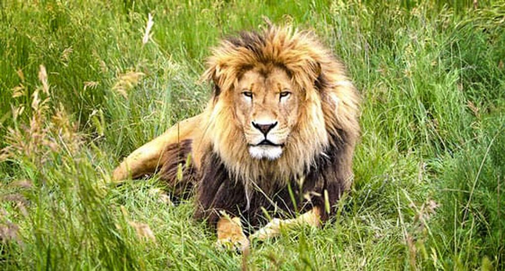 photo of lion laying in grass