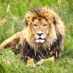 photo of lion laying in grass
