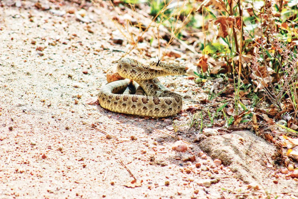 photo of rattlesnake