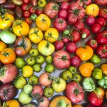 photo of colorful tomatoes