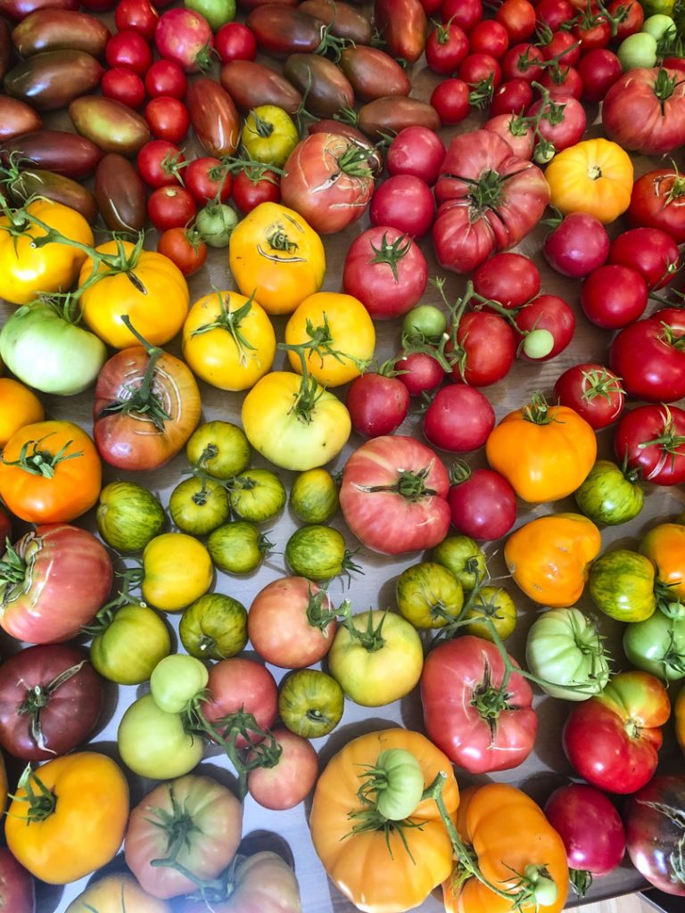 photo of colorful tomatoes