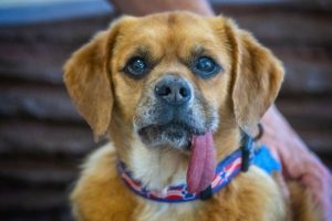 senior dog with tongue out