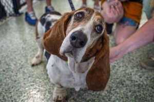 senior dog with long ears