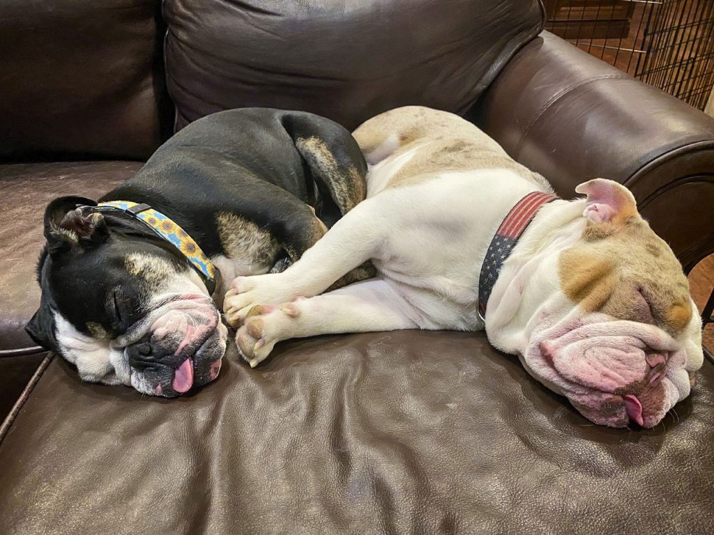 two dogs sleeping