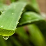 close up of aloe vera plant