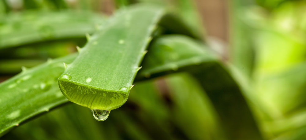 close up of aloe vera plant