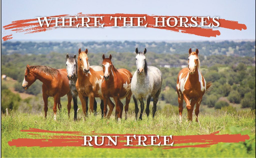 horses out in field