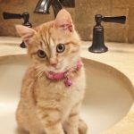 photo of cat in sink