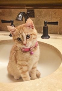 photo of cat in sink