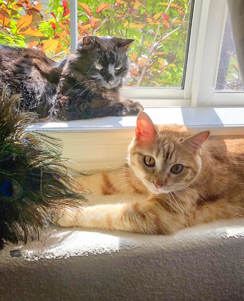 two cats sitting in window