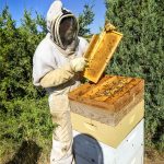 beekeeper with the bee hive