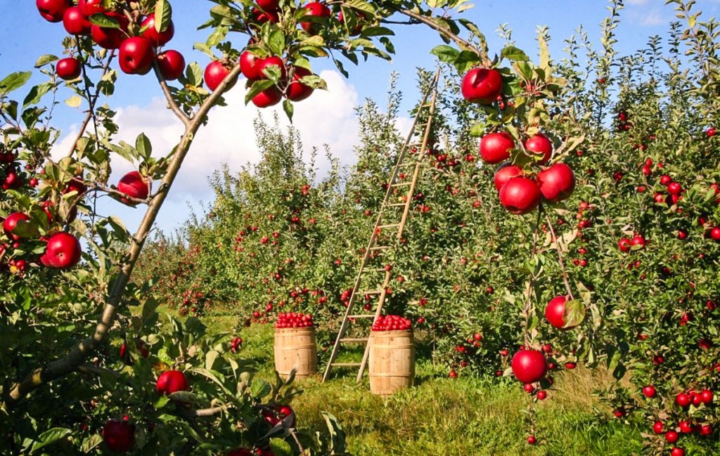 apples in apple fields