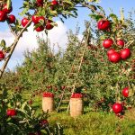 apples in apple fields