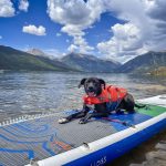 dog on paddle board