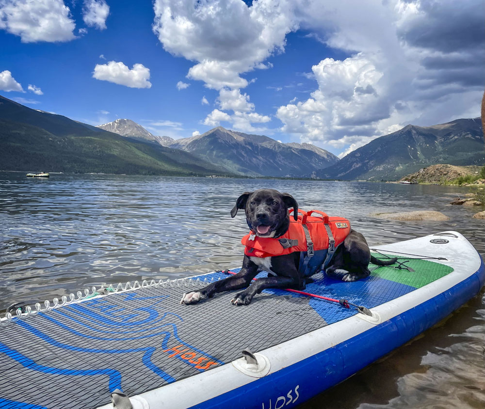 dog on paddle board