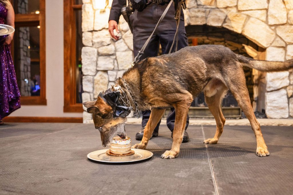 dog eating cake