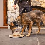 dog eating cake