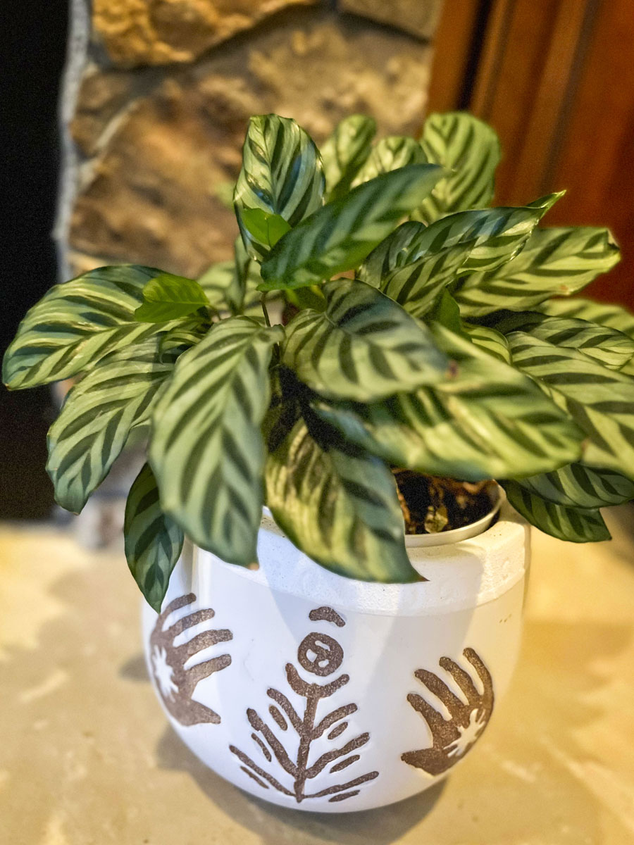 plant in pot inside home