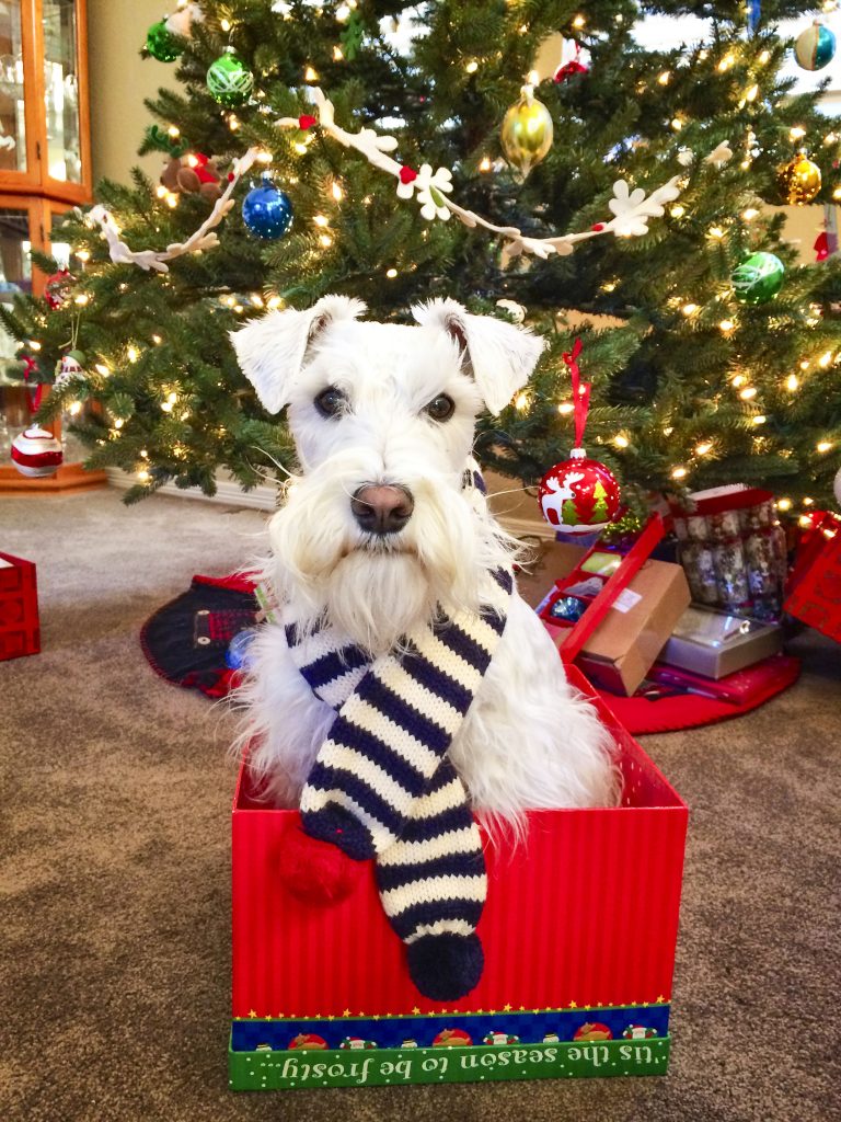 white dog sitting in christmas box