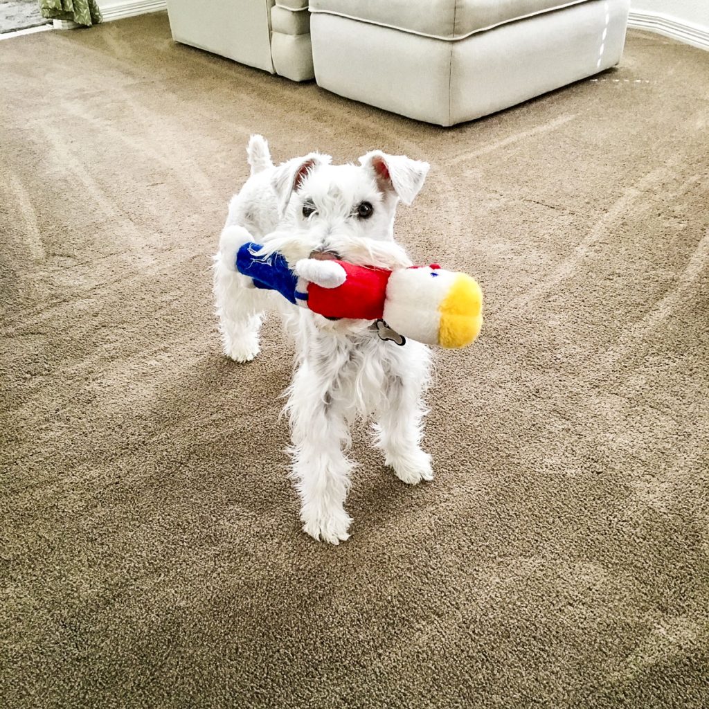 white dog holds his toy in mouth