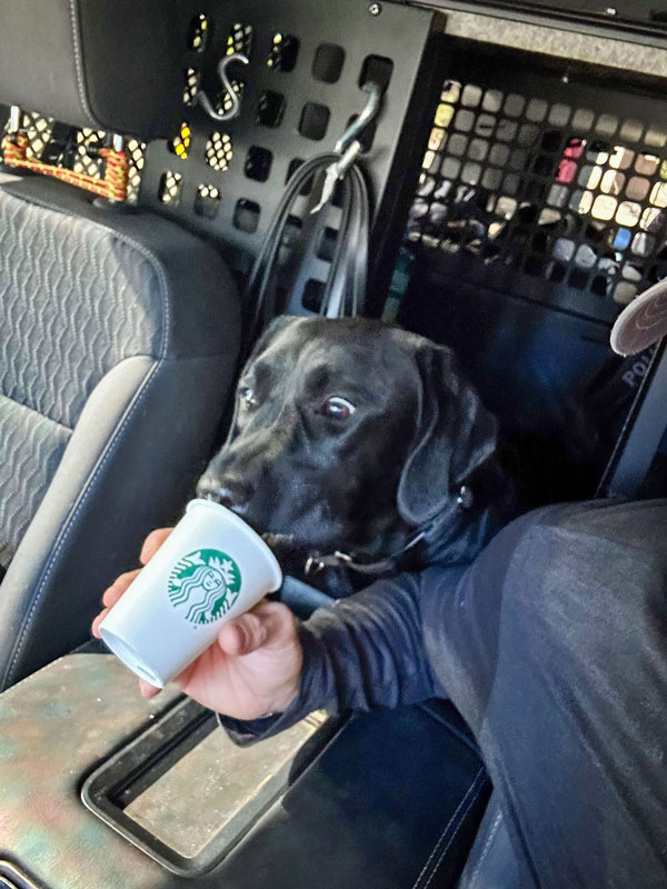 dog eating out of cup