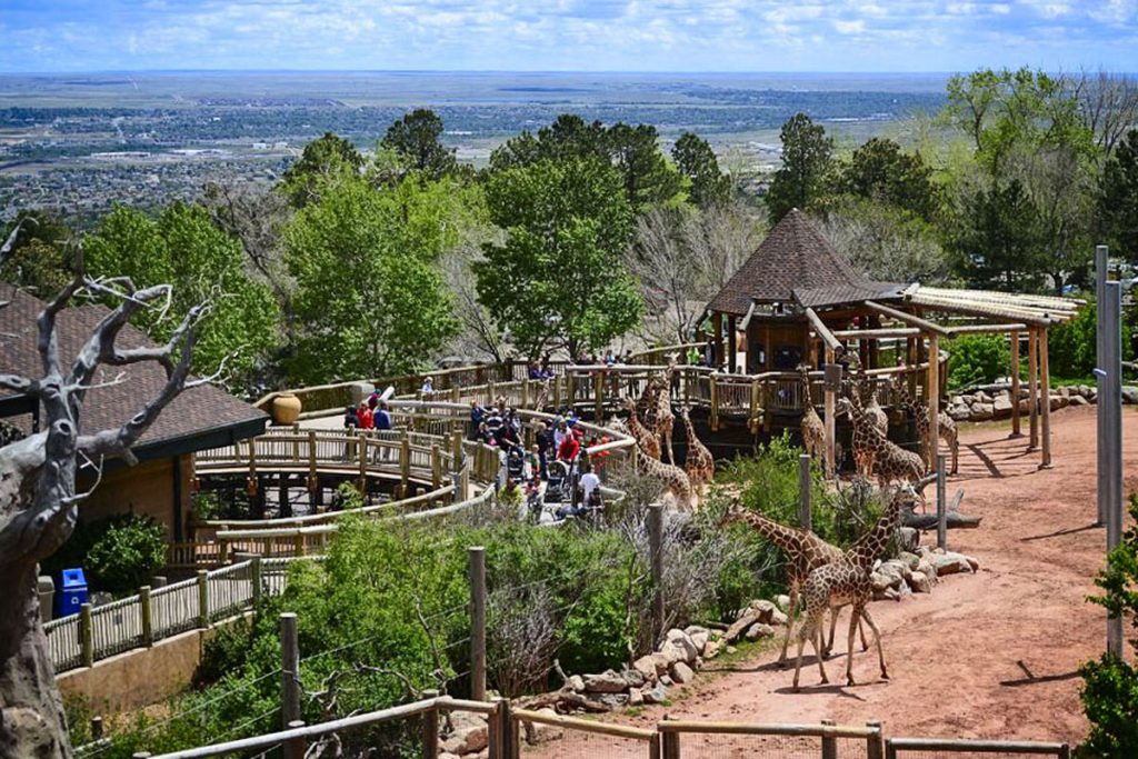 aerial view of crowd outside looking at giraffes