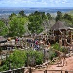 aerial view of crowd outside looking at giraffes