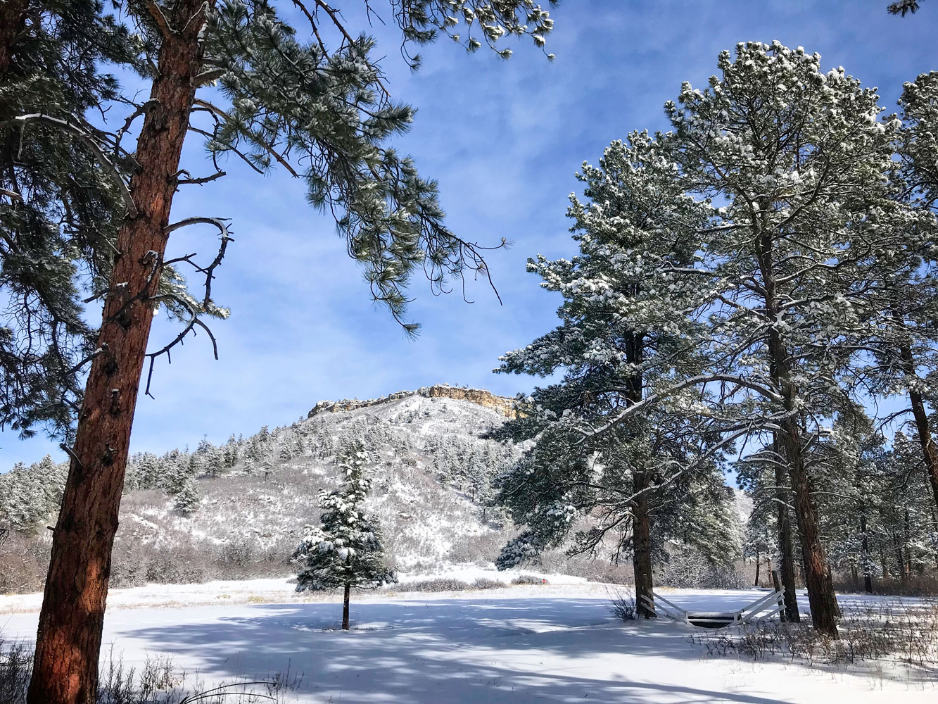 snowy scene with pine trees