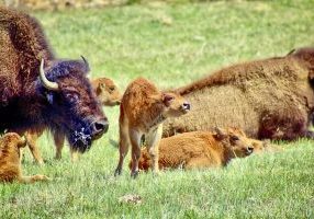 02-bison2