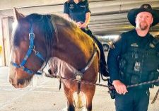 Deborah atop Joshua, a Clydesdale, at a DCSO ‘take your kids to work day” event last year. 