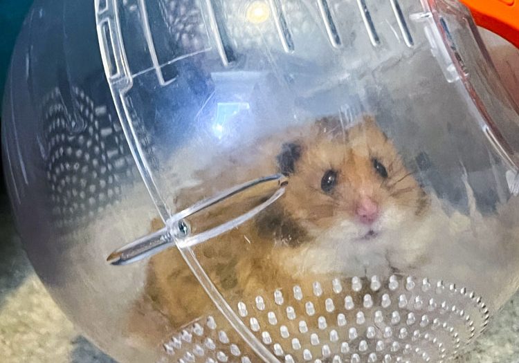 One of Flash’s favorite past times is rolling around in his ball while his cage is being cleaned.