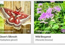 Rare iNaturalist-observed species in Castle Pines.