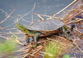The western painted turtle is Colorado’s official state reptile.