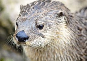 A North American river otter.
