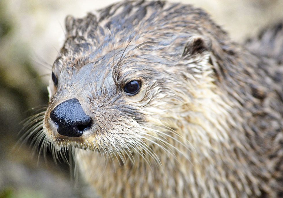 A North American river otter.
