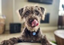 Mulligan, a mix of schnauzer, husky, poodle and Chihuahua, will do anything quirky for attention or a chance for a photo. 
