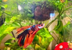 Bettas are known for their bright colors. Boba shines brightly with red, black and blue. 
