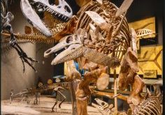 ©Denver Museum of Nature & Science