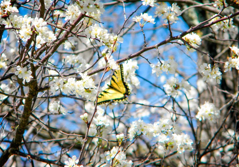 14-michelleumland-yellow-and-black-butterfly-5030918