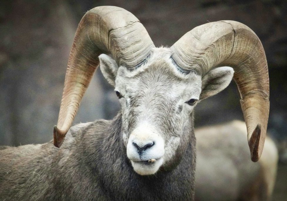 16-bighornsheep2