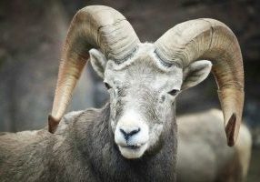 16-bighornsheep2