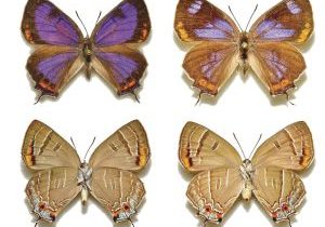 The distinctive purple and orange coloration of the upperside of the Colorado Hairstreak Butterfly’s wings is brighter on the male (upper left) than the female. The lighter underside colorations are nearly identical for both male (lower left) and female.